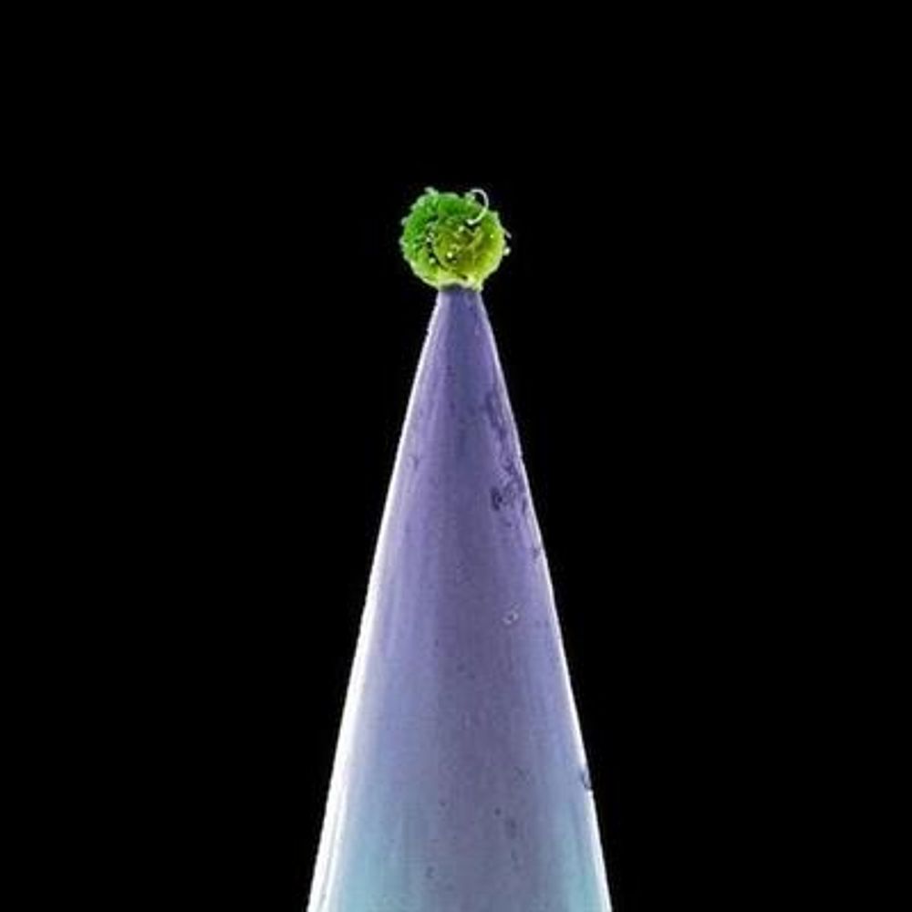Peter Gabriel - New Blood (CD)